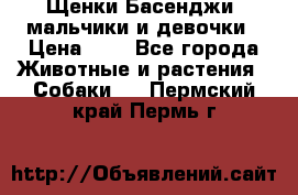 Щенки Басенджи ,мальчики и девочки › Цена ­ 1 - Все города Животные и растения » Собаки   . Пермский край,Пермь г.